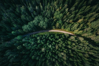 forest