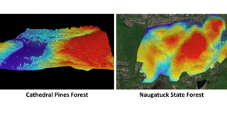 Naugatuck State Forest