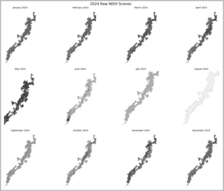 Black and white raw images of individual NDVI layers of 2024 with July to May as the darkest and August the lightest